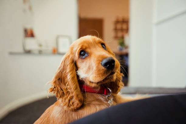 Can I Have Another Treat? A front-view shot of a cute cocker spaniel puppy sitting down, he is wearing a red dog collar. cocker spaniel stock pictures, royalty-free photos & images
