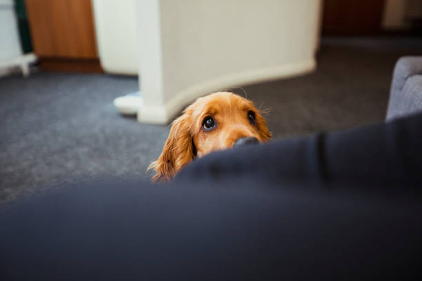 A front-view shot of a cute cocker spaniel puppy sitting down with puppy dog eyes.