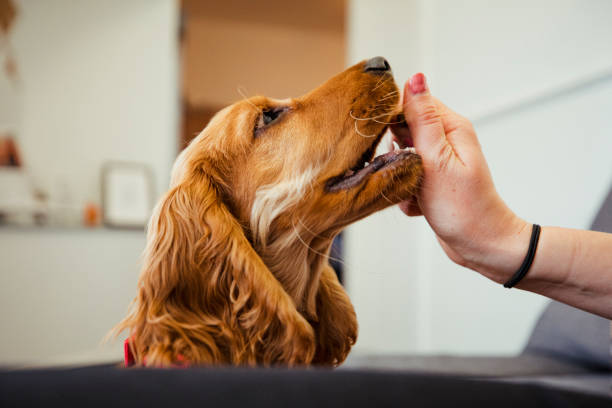 istock Eating a Treat 1156716275