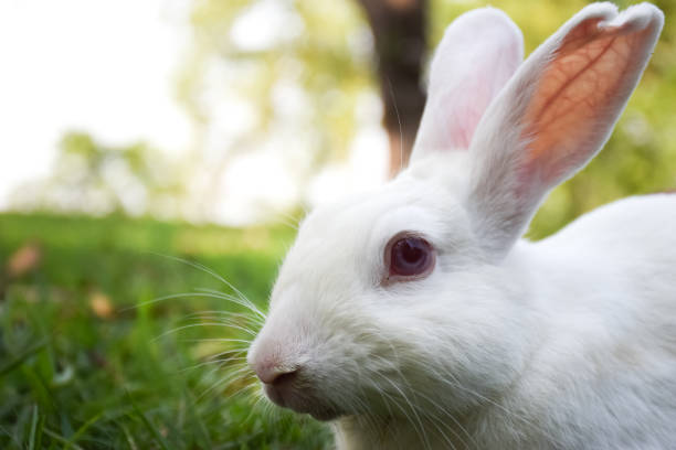 Rabits Texture 30+ Rabbi A Texture Stock Photos, Pictures & Royalty-Free Images - iStock