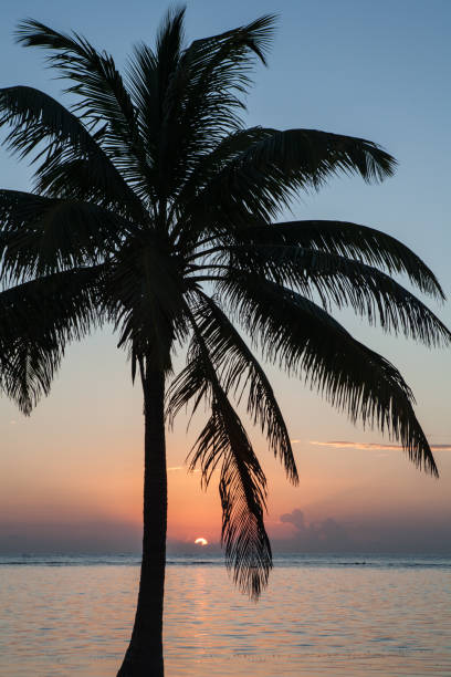 istock Silhouette of Coconut Palm Tree 1156716964