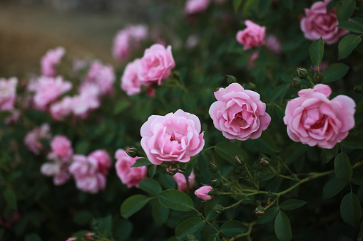 Beautiful pink rose bush abundant blooming in summer garden in contryside. Tilt shift shot.