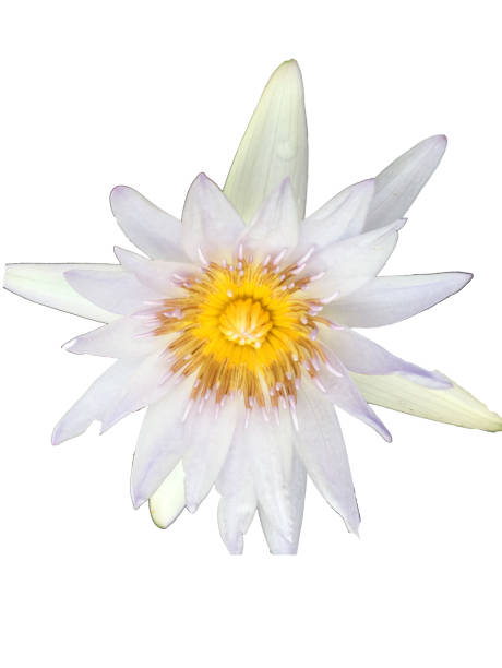 istock Lotus flowers isolate on white background.Beautiful lotus flowers. 1156719758
