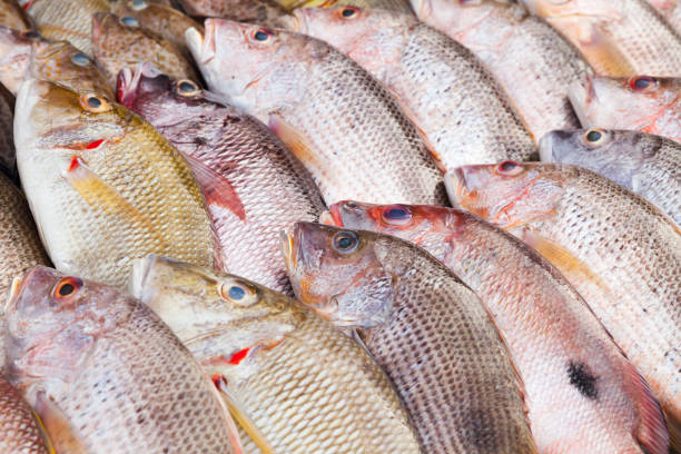 istock Assortment of fish, Malaysia 1156720940