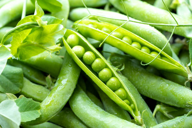 baccelli di piselli verdi aperti - peas foto e immagini stock