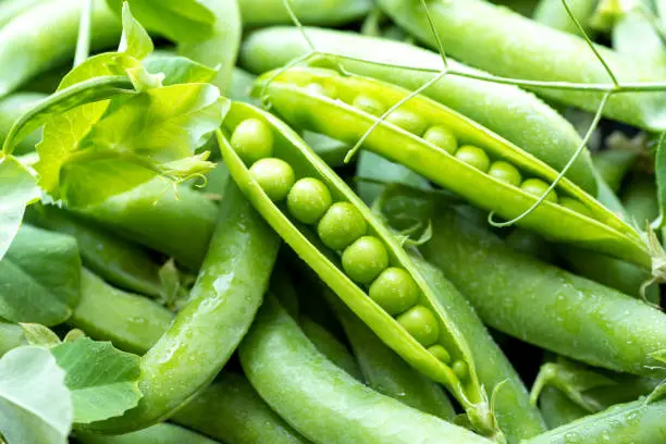 Photo of Open green pea pods