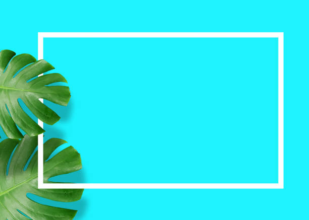 istock Tropical green monstera leaves nature on blue background with frame design 1156721324