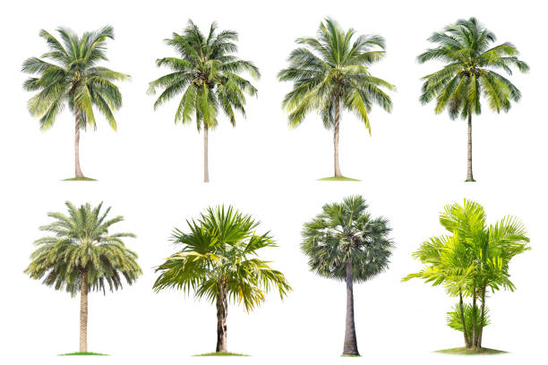 istock Coconut and palm trees Isolated tree on white background , 1156721547
