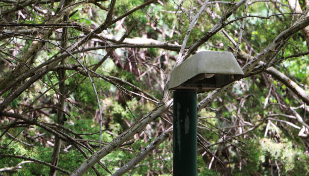 istock Lonely lantern in the park on a background of trees 1156721679