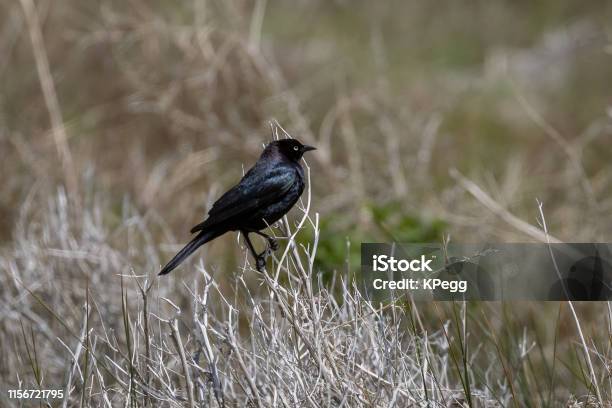 Brewers Blackbird Stock Photo - Download Image Now - Animal, Animal Body Part, Animal Eye