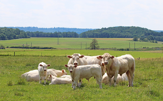 small herd of Charolais cattle grazing on a green pasture