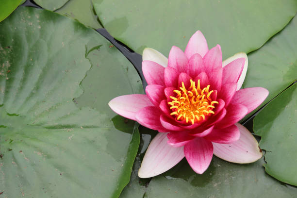 water lily - lotus flower single flower red imagens e fotografias de stock