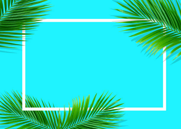 istock Tropical green monstera leaves nature on blue background with frame design 1156722806