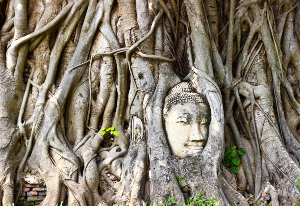 istock The head part of Buddha image  in the root of banyan tree 1156722962