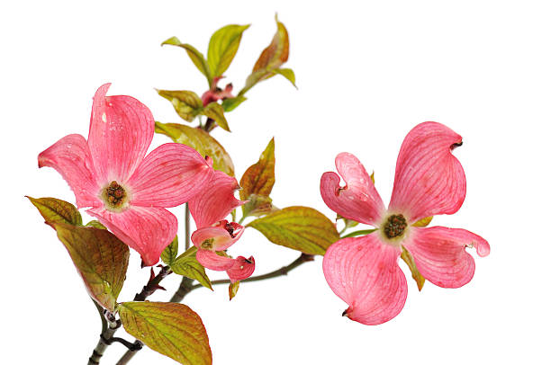 Cornouiller rose fleurs isolé sur blanc - Photo