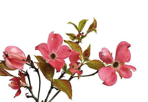 istock Pink Dogwood Blossoms isolated on white 115672330