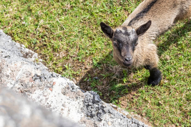 istock A young goat with small horns on the green grass 1156724069