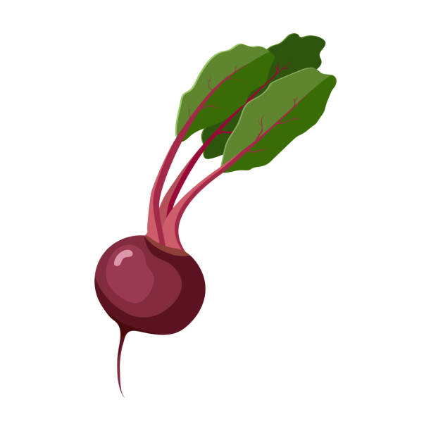 illustrazioni stock, clip art, cartoni animati e icone di tendenza di barbabietola. verdure isolate su sfondo bianco. illustrazione vettoriale. - beet common beet isolated red