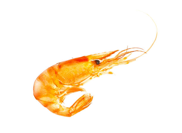 istock Red cooked prawn or shrimp isolated on white 1156725753