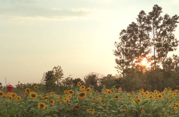 Evening golden sunset over a Sunflower plantation field with the summer sun shining through trees