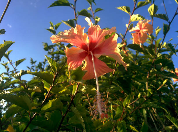 istock Pink Flower in the Summer 1156727168
