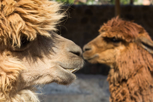 istock Alapacas in Peru 1156727248