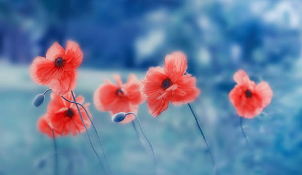 istock Beautiful orange poppies on a blue blurred background, natural flower image, macro. 1156727801