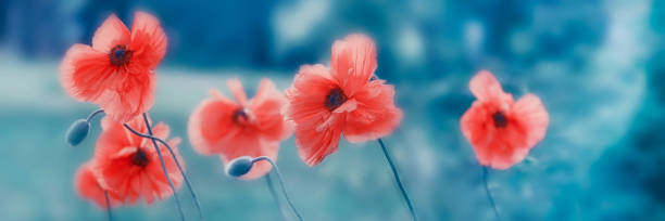 istock Beautiful orange poppies on a blue blurred background, natural flower image. Panoramic view 1156727824