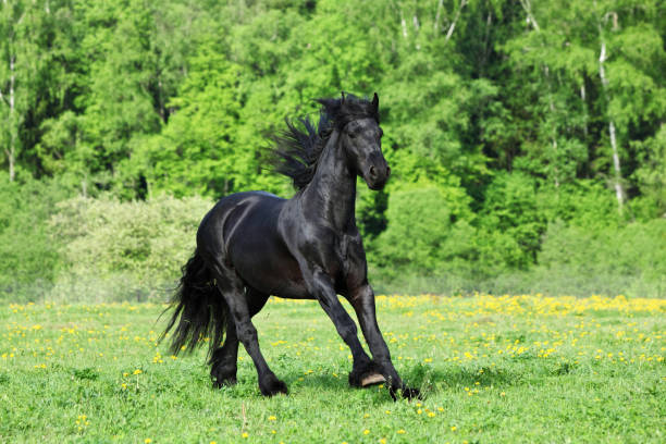 istock Black friesian stallion galloping on a meadow 1156728507
