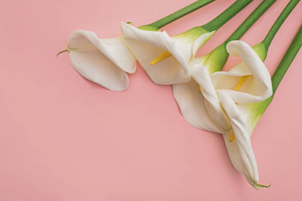 istock Five white calla lilly flowers on pink background. Top view. 1156728819