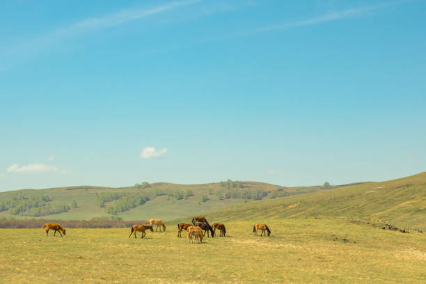 istock Pasture among the hills. Spring walking cattle. Rural landscape 1156729817
