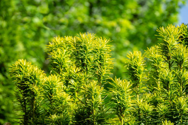 New bright green with yellow stripes foliage on yew Taxus baccata Fastigiata Aurea (English yew, European yew) in spring garden as natural background New bright green with yellow stripes foliage on yew Taxus baccata Fastigiata Aurea (English yew, European yew) in spring garden as natural background. Selective focus. Nature concept for design taxus baccata fastigiata stock pictures, royalty-free photos & images