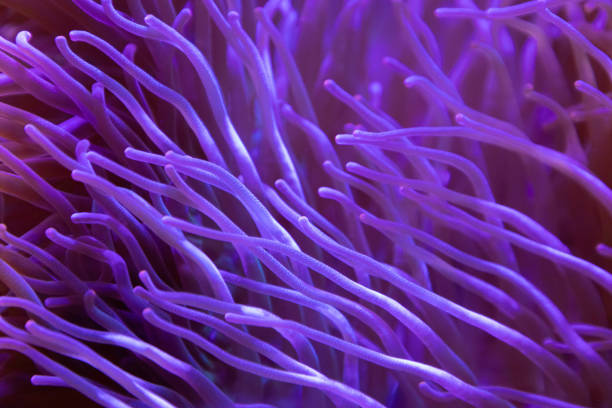 purple corals background and texture. underwater marine aquarium.