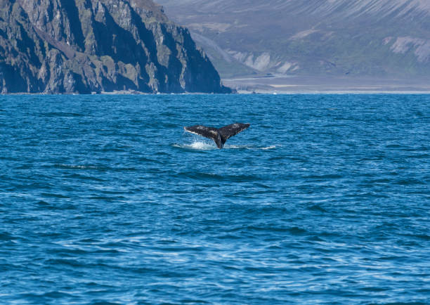 istock Detail of humpback fin tail, Iceland 1156731046