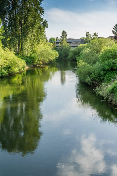 istock Green River In Tukwila 2 1156731165