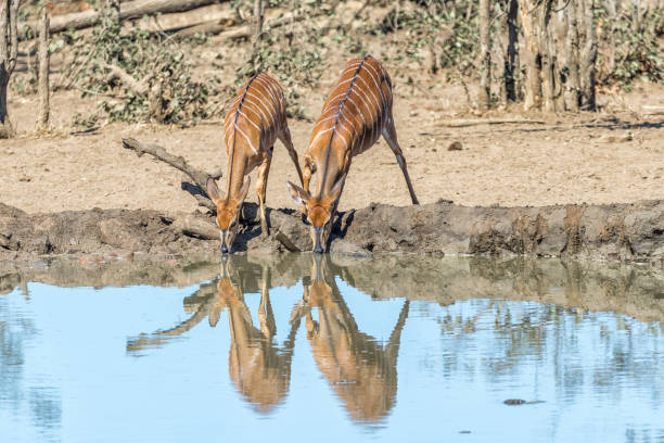 istock Nyala bulls and cows drinking water in a waterhole 1156731602