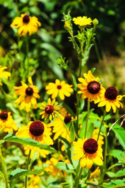 istock Yellow summer petals 1156731629