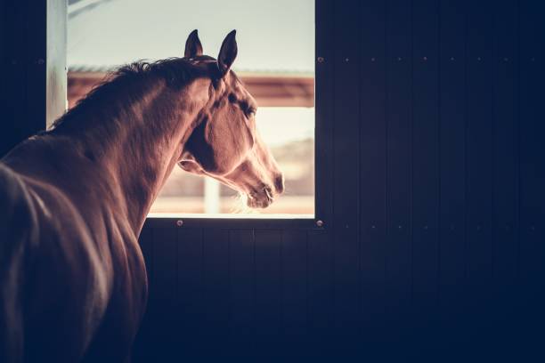 Horse in a Stable Box Mature Horse in a Stable Box Looking Outside of His Box Window. Equestrian Facility Theme. horse barn stock pictures, royalty-free photos & images