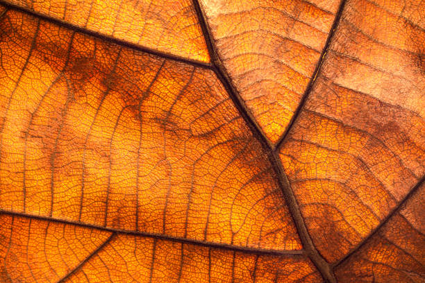 texture foglia secca e sfondo naturale. superficie di foglie marroni materiale. - nature close up full frame macro foto e immagini stock