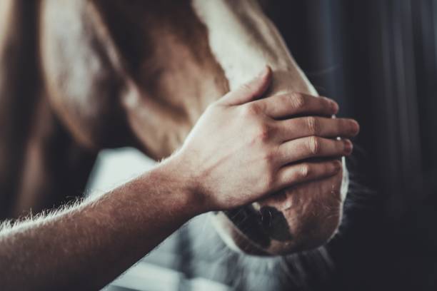 istock Horse Caress Closeup 1156733231