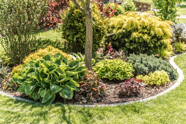 istock Garden Plants Island 1156733541