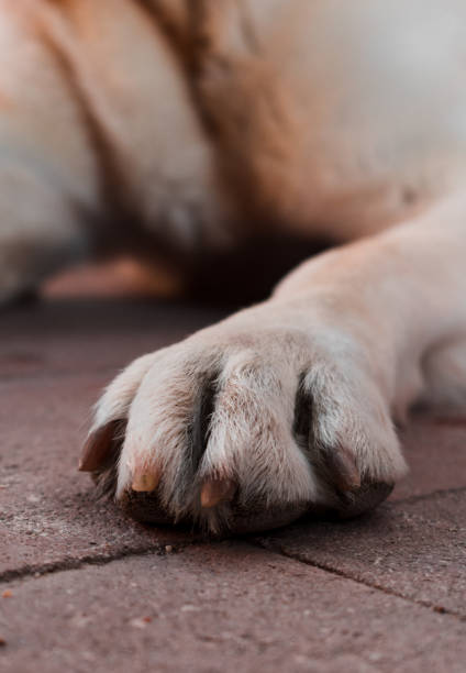 istock Close-up of a dog leg. 1156733709