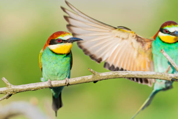 istock beautiful colorful bird and wing 1156734850