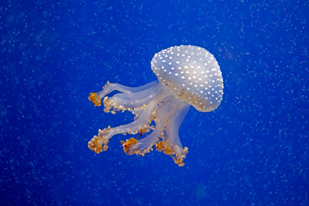 istock Australian white-spotted jellyfish (Phyllorhiza punctata). Blue water background 1156736159