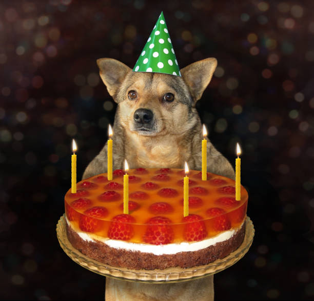 istock Dog with a holiday pie 2 1156737300
