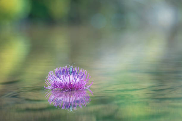 an insect is sailing on a flower