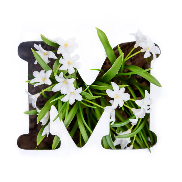 the letter m of the english alphabet of small white flowers - letter m alphabet color image flower imagens e fotografias de stock