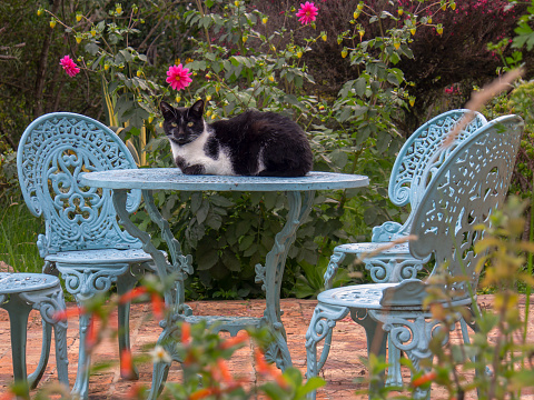 A black and white cat resting on the table of a metal garden furniture, sorrounded by plants and flowers. Photography taken in a country house near the colonial town of Villa de Leyva, in the Andean mountains of central Colombia.
