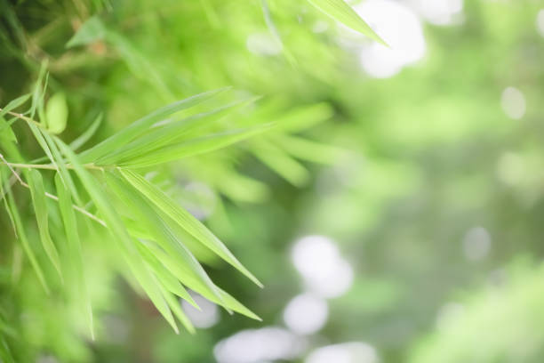 istock Close up of nature view green bamboo leaf on blurred greenery background under sunlight with bokeh and copy space using as background natural plants landscape, ecology wallpaper concept. 1156741556
