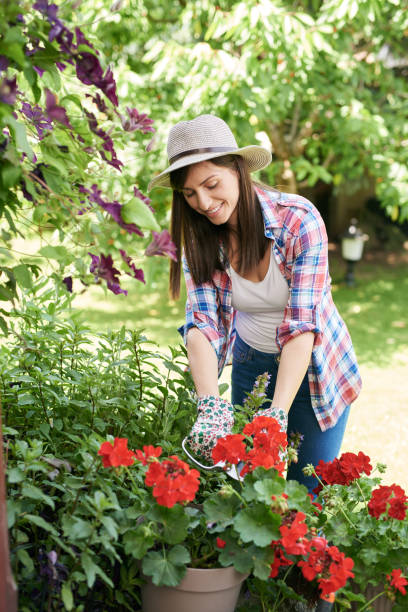 istock Woman pruning flowers in backyard. 1156742169